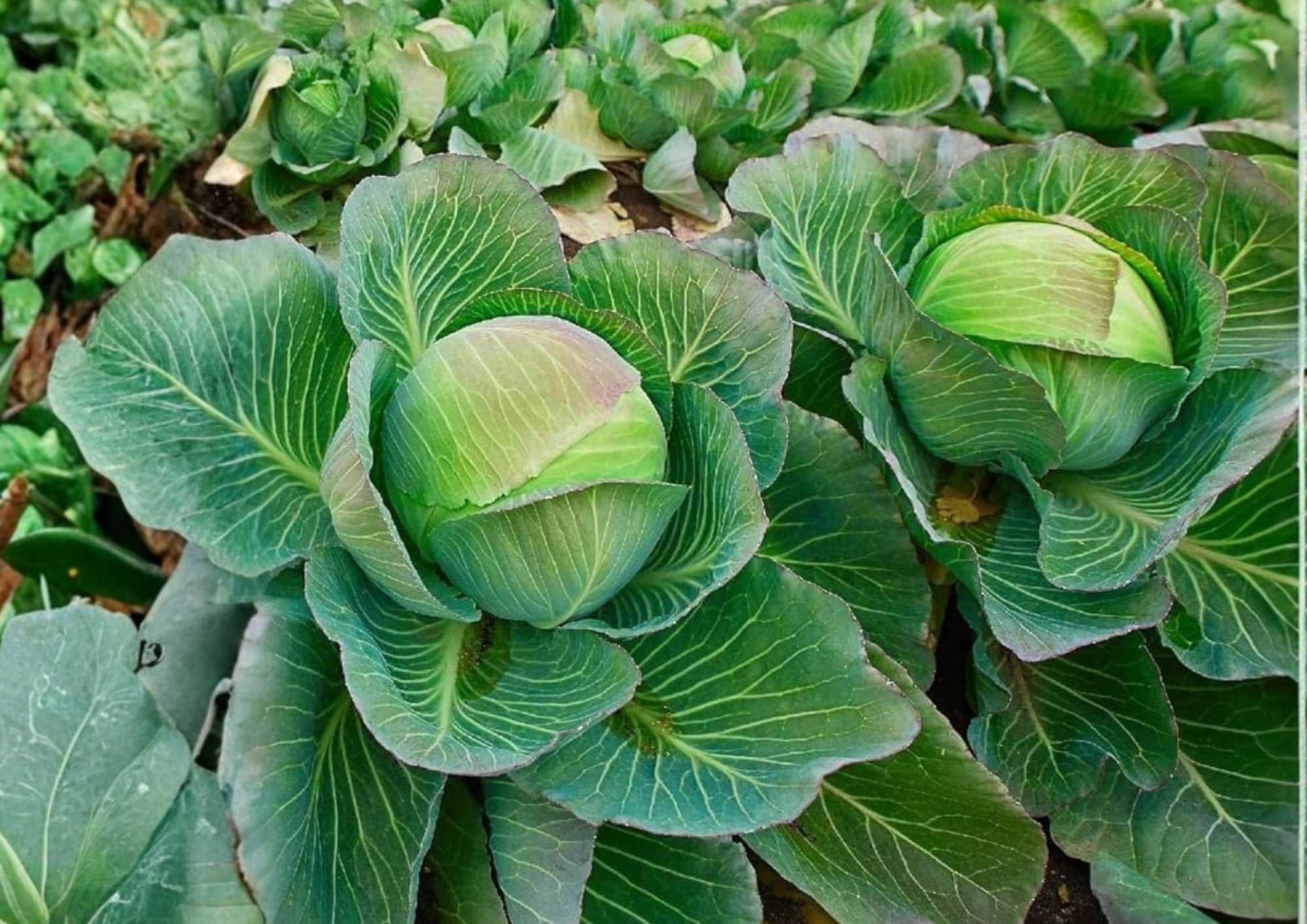 500+ Late Flat Dutch Cabbage Seeds – Heirloom Non-GMO Vegetable Seeds for Garden, Storage, and Winter Harvest