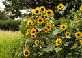Striped Sunflower Seeds, Heirloom, Tall Giant Variety, Large Yellow Blooms, Pollinator Friendly, Garden Planting Seeds