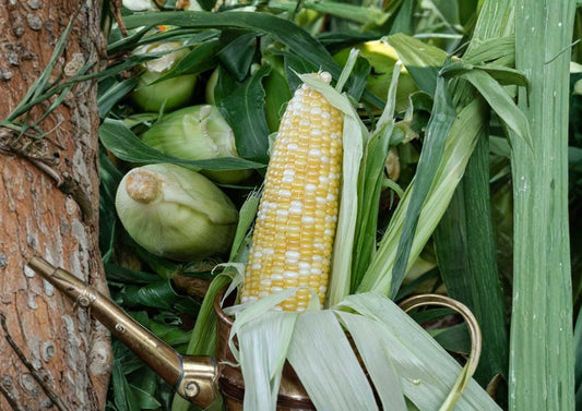 Peaches & Cream Corn Seeds, Bi-Color Sweet Corn, Organic Non-GMO, High Yield Summer Garden Planting, Zea mays