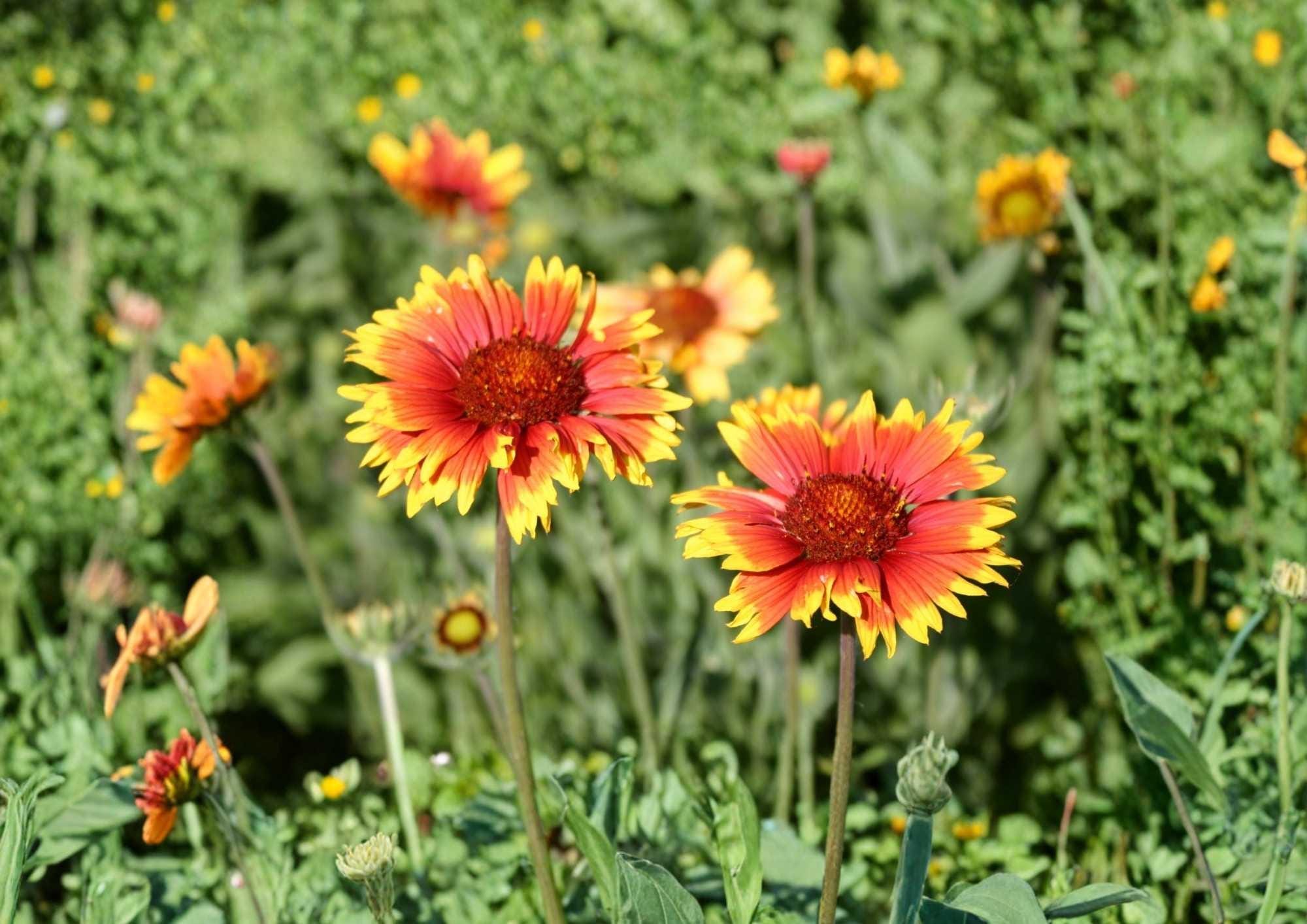 Indian Blanket Flower Seeds, Perennial Gaillardia Wildflower, Drought Tolerant, Pollinator Attracting, 50+ Seeds