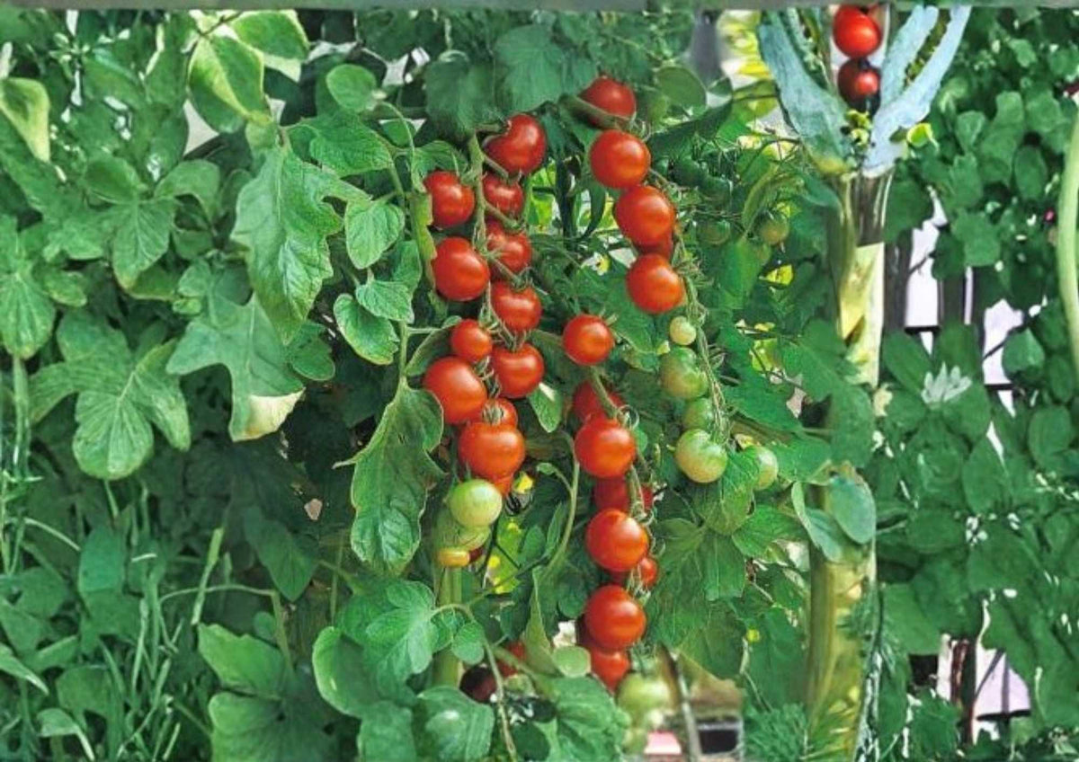 Waterfall Tomato Seeds, High-Yield Cascading Cherry Style Vegetable Seeds for Garden Planting, Solanum lycopersicum
