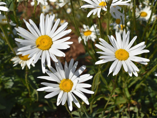Shasta Daisy Seeds – Chrysanthemum maximum Perennial White Flowers for Cottage & Pollinator Gardens