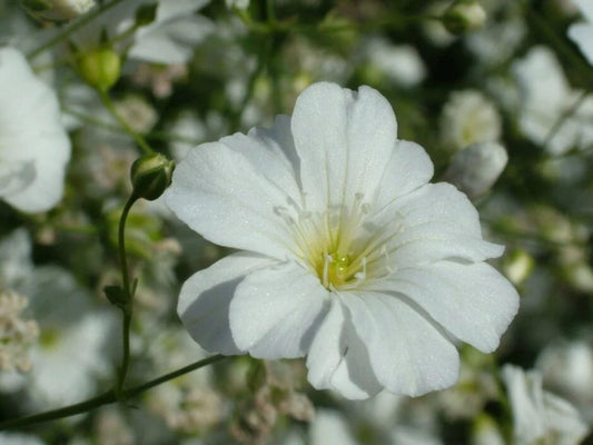 Baby’s Breath Seeds – Covent Garden White Gypsophila elegans for Cottage & Cutting Gardens, White Flowers, Annual Flower