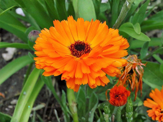 Calendula officinalis Seeds – Pacific Beauty Orange Bright Orange Cottage Garden Flowers for Pollinators