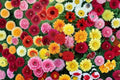 Dinnerplate Dahlia Tubers – Large Blooming Flowers, Dahlia pinnata, Garden & Container Planting, Full Sun, 3 Tubers