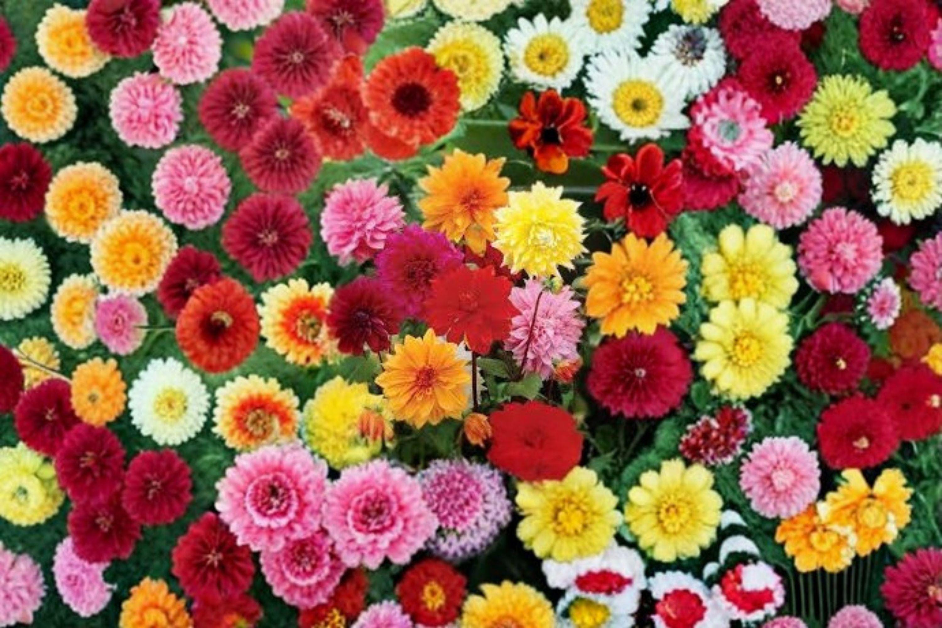 Dinnerplate Dahlia Tubers – Large Blooming Flowers, Dahlia pinnata, Garden & Container Planting, Full Sun, 3 Tubers