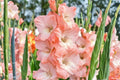 Karma Gladiolus Flower Bulbs 10 Pack – Colorful Blooming Gladiolus hortulanus for Garden, Cut Flowers & Landscape