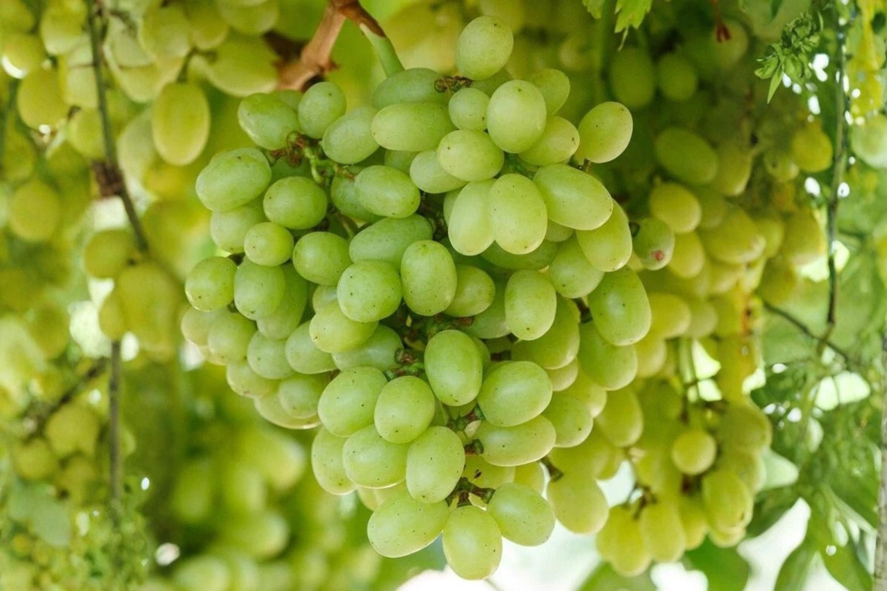 Seedless Grape Vine Plant – Vitis vinifera 'Hope Bunch' 1-2 Year Old Climbing Vine for Garden, Patio, or Trellis