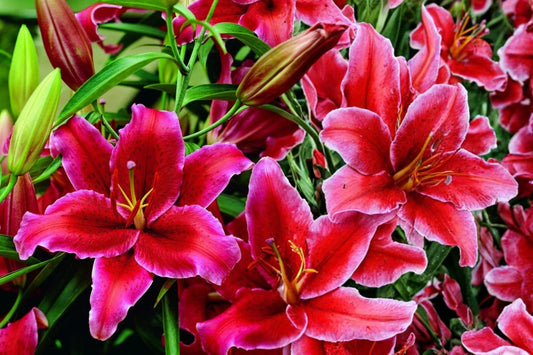 Rio Negro Oriental Lily Bulb - Fragrant Perennial Flowers - Lilium 'Rio Negro' - Garden, Border, Cut Flower