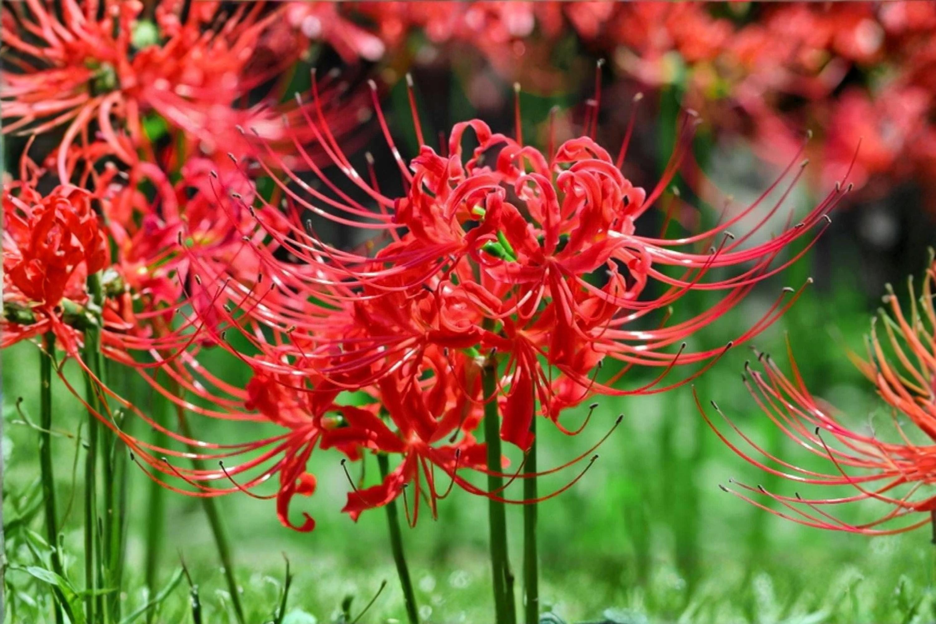 Red Spider Lily Bulb, Lycoris radiata, Perennial Heirloom Flower, Bright Red Blooms, Garden Plant, Pollinator Attractant