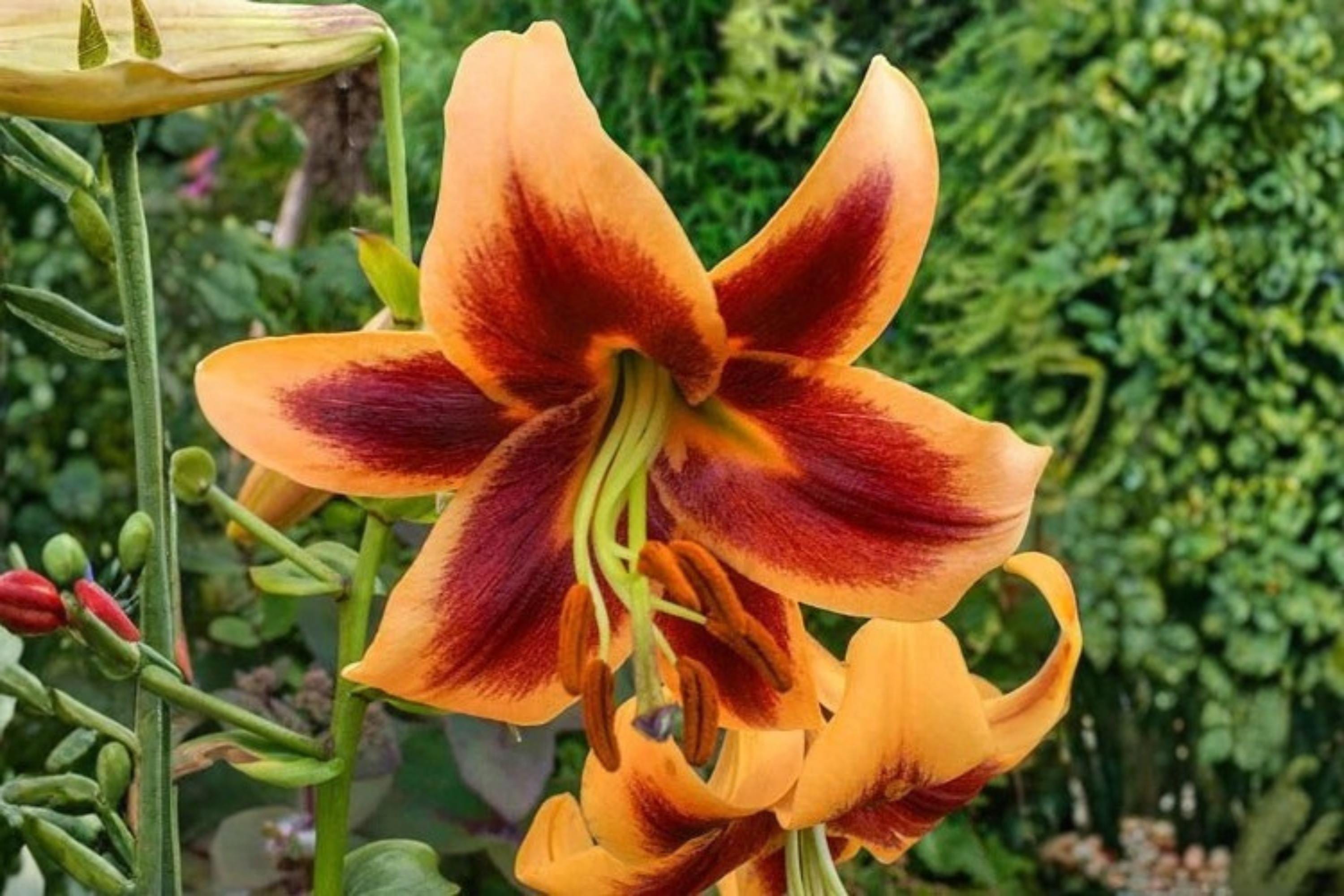 Giant Orienpet Lily Bulb - Red Morning - Perennial Flowering Bulb - Lilium Hybrid for Garden, Border, Container