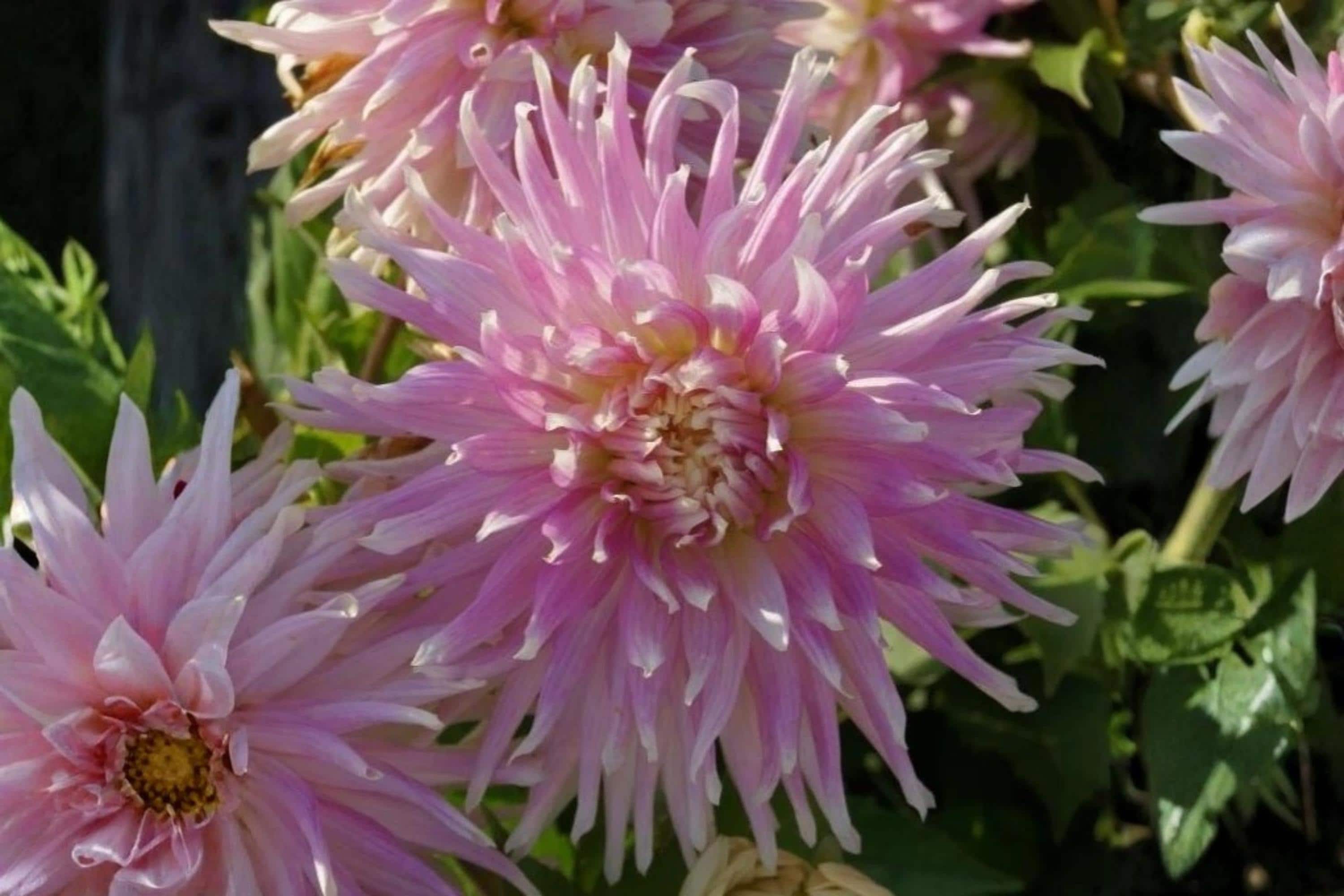 Dahlia Bulb Clump - Kiev Cactus Dahlia - Colorful Decorative Flower - Dahlia pinnata