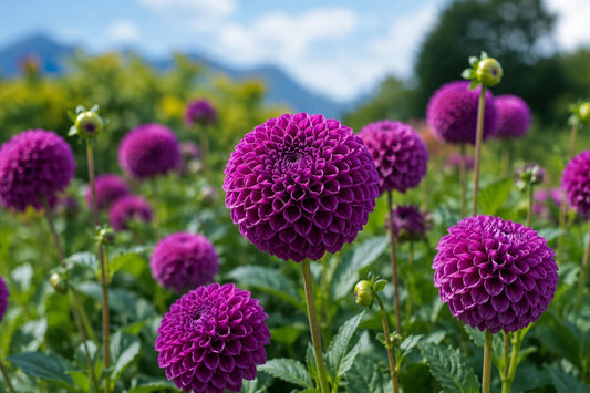 Pompon Dahlia Bulb Tuber Clump Beetroot Purple Dahlia pinnata for Borders, Containers, Garden Decor