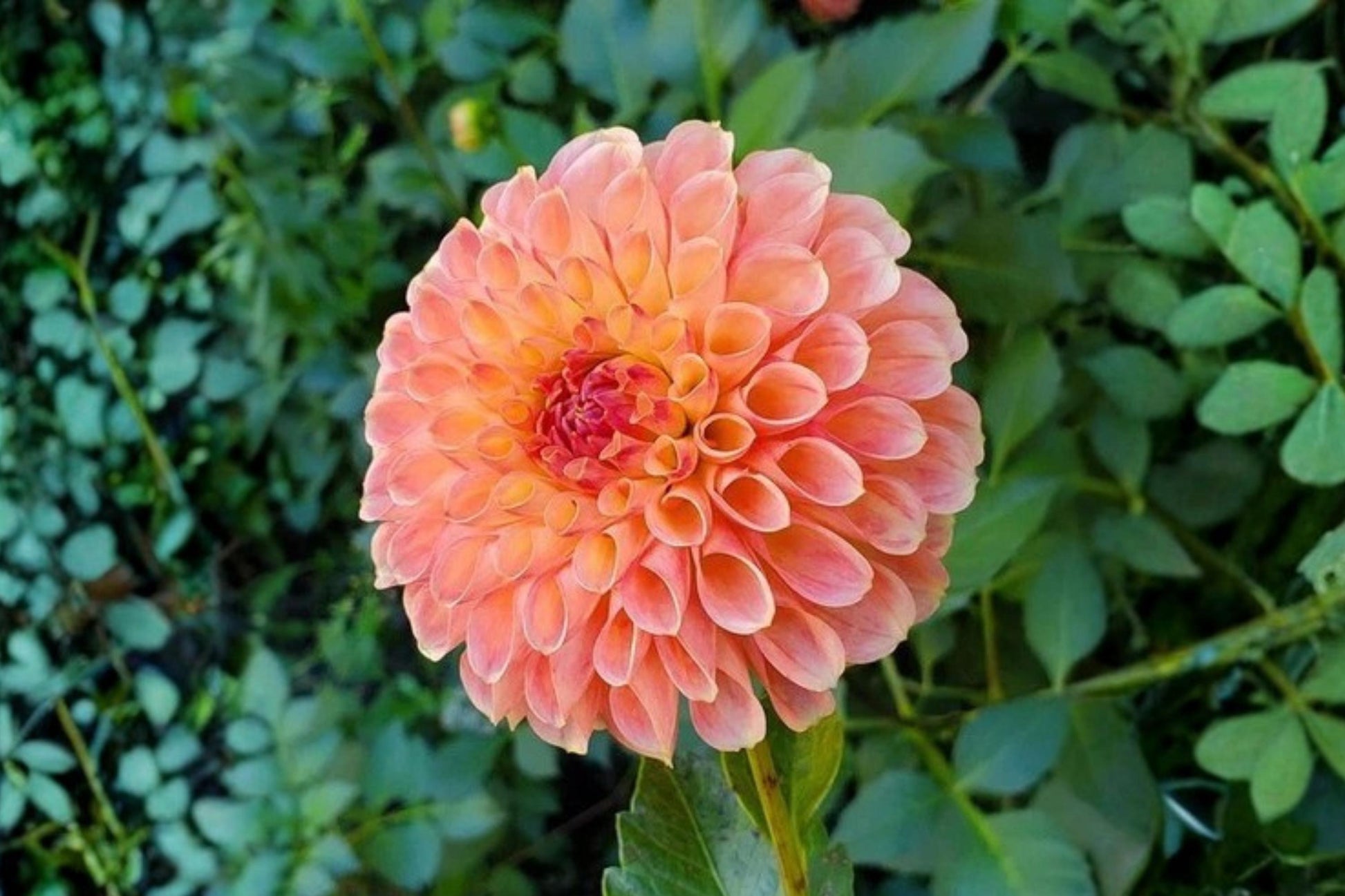 Jowey Nicky Ball Dahlia Bulb Tuber Clump - Tropical Summer Flower - Dahlia Variabilis for Garden Borders & Containers