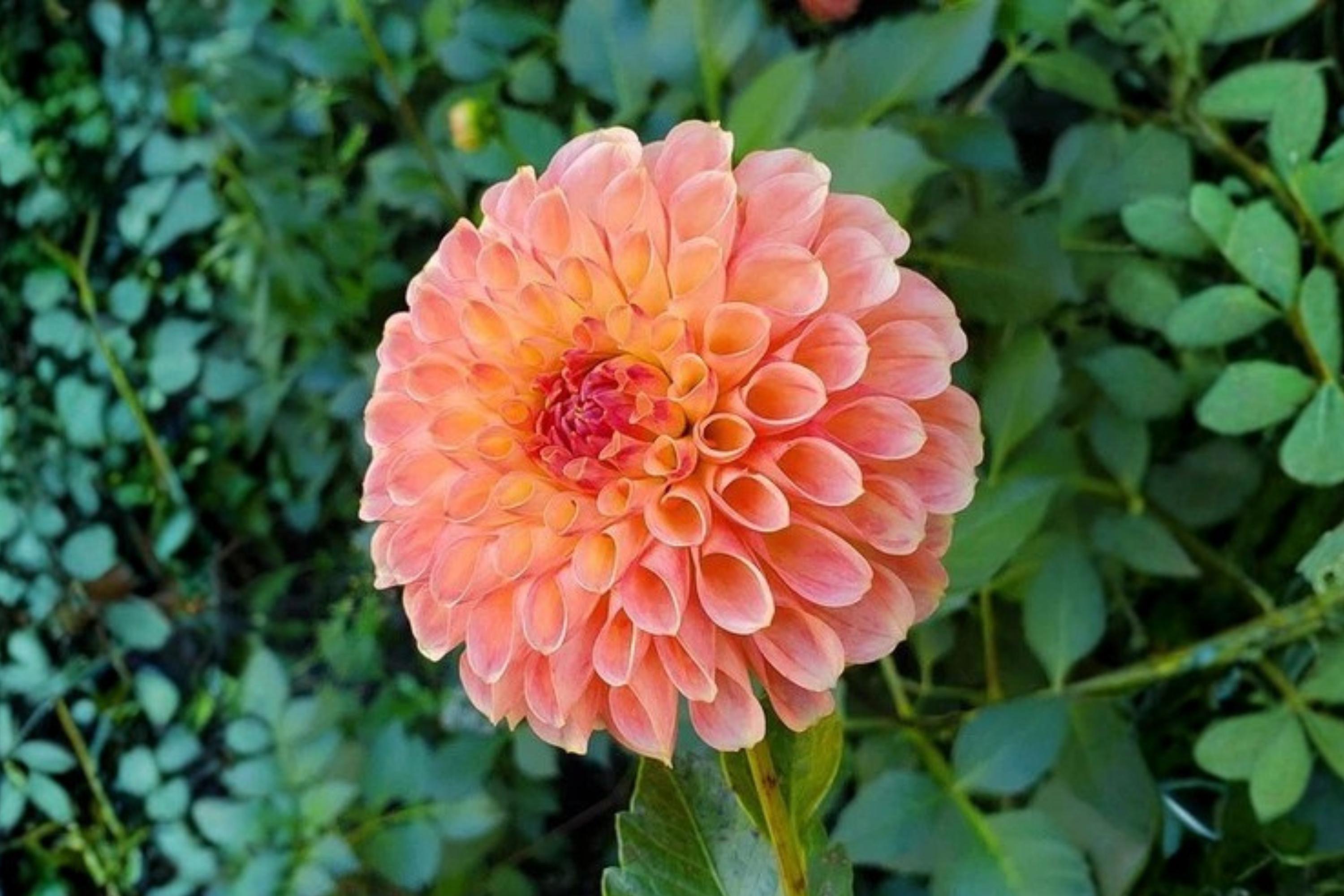 Jowey Nicky Ball Dahlia Bulb Tuber Clump - Tropical Summer Flower - Dahlia Variabilis for Garden Borders & Containers