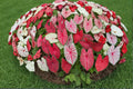 Fiesta Caladium Bulbs – Caladium bicolor – Colorful Shade Foliage Plant – Tropical Ornamental Bulbs for Garden & Containers