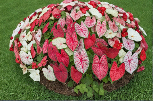 Fiesta Caladium Bulbs – Caladium bicolor – Colorful Shade Foliage Plant – Tropical Ornamental Bulbs for Garden & Containers
