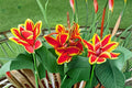 Lucifer Canna Lily Bulbs – Canna indica – Red Tropical Flowering Plant for Garden Borders & Beds