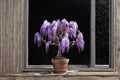 Purple Weeping Wisteria Seedling – Wisteria sinensis Flowering Vine for Garden & Bonsai