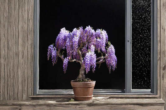 Purple Weeping Wisteria Seedling – Wisteria sinensis Flowering Vine for Garden & Bonsai