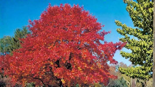 Red Oak Seeds – Quercus rubra for Landscape & Bonsai Cultivation, Deciduous Hardwood Tree Seeds