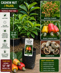 Cashew Live Fruit Tree – 12–18 Inches Tall – Anacardium occidentale – Tropical Edible Tree for Gardens and Landscapes