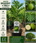 Grafted Breadfruit Tree – 3–4 Feet Tall – Artocarpus altilis – Tropical Fruit Tree for Edible Gardens