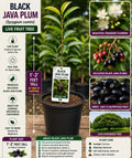Black Java Plum Live Fruit Tree – Syzygium cumini – Tropical Edible Tree, Evergreen, Deep Purple Fruit, 1-2 Feet Tall
