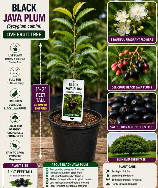 Black Java Plum Live Fruit Tree – Syzygium cumini – Tropical Edible Tree, Evergreen, Deep Purple Fruit, 1-2 Feet Tall