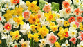 Mixed Daffodil Bulbs – Narcissus spp. – Spring-Blooming Perennial Flowering Bulbs for Garden Beds & Borders