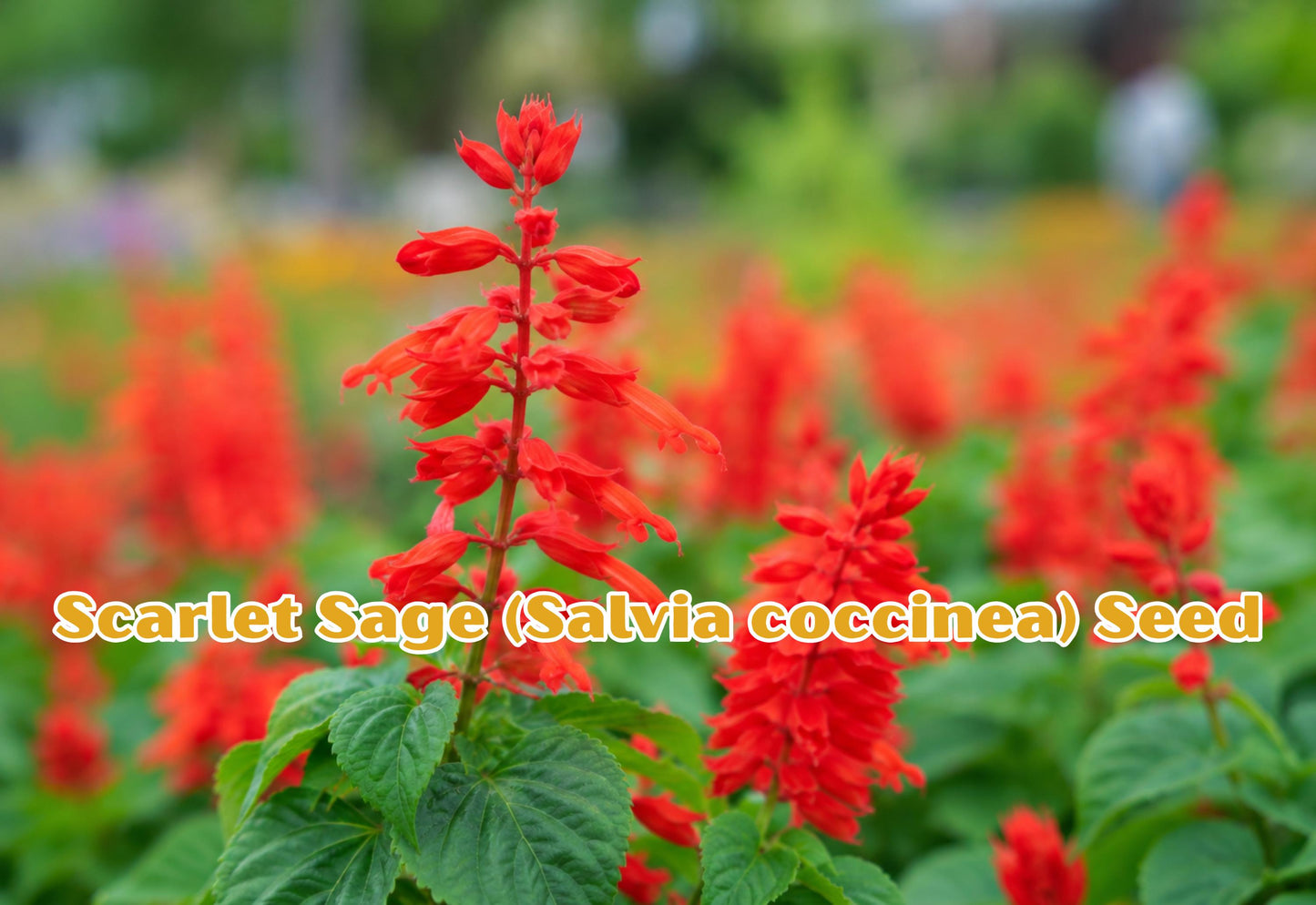 Spotted Bee Balm Seeds | Native Pollinator Wildflower Herb | Drought Tolerant Monarda punctata | Summer Blooming Perennial
