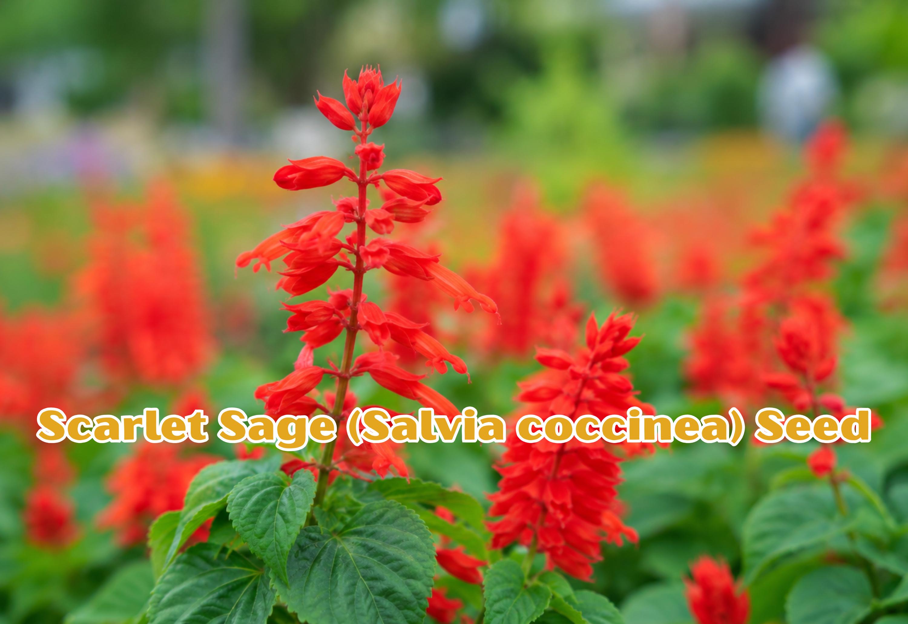 Spotted Bee Balm Seeds | Native Pollinator Wildflower Herb | Drought Tolerant Monarda punctata | Summer Blooming Perennial
