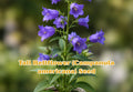 Sagittaria latifolia Seeds | Common Arrowhead Aquatic Pond Plant | Wetland, Water Garden, Marsh Edge, Native Perennial