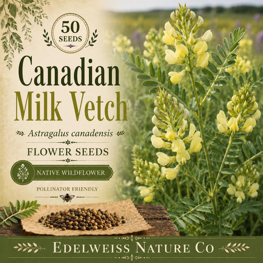 Tall Bellflower Seeds – Native Blue Wildflower, Perennial Pollinator Plant, Campanula americana, Cottage & Woodland Gardens