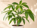 Wintercreeper Euonymus fortunei Cuttings – 12 Live Dormant Unrooted Evergreen Groundcover & Climbing Vine