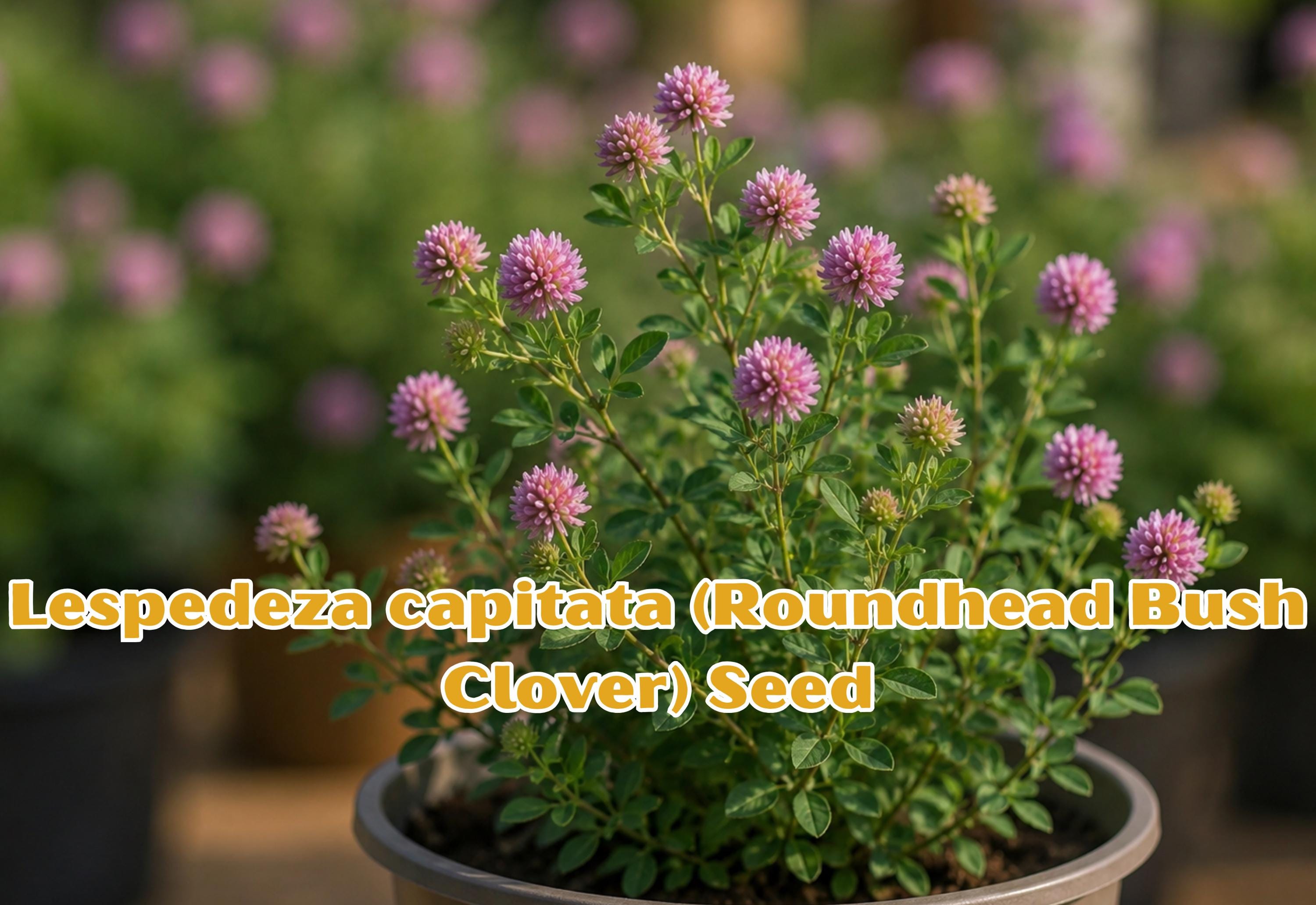 100 Seeds Eryngium yuccifolium Rattlesnake Master Perennial Wildflower for Pollinator Gardens & Native Landscaping