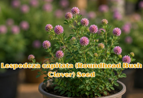 100 Seeds Eryngium yuccifolium Rattlesnake Master Perennial Wildflower for Pollinator Gardens & Native Landscaping