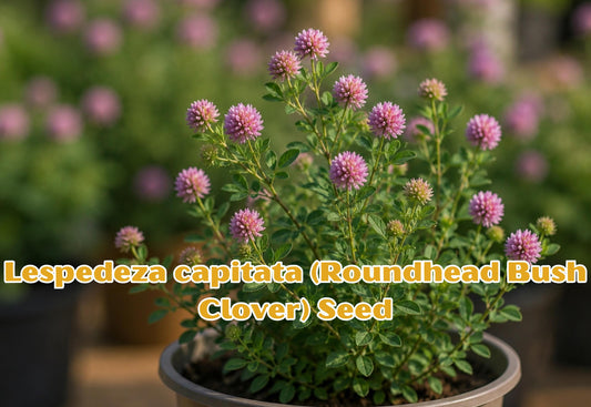 100 Seeds Eryngium yuccifolium Rattlesnake Master Perennial Wildflower for Pollinator Gardens & Native Landscaping