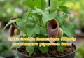 30 Seeds Persicaria punctata Smartweed Wetland Plant Native Wildflower for Water Gardens & Ponds