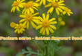 Maximilian Sunflower Seeds – Tall Perennial Wildflower for Pollinator Gardens, Bright Yellow Flowers, Helianthus maximiliani