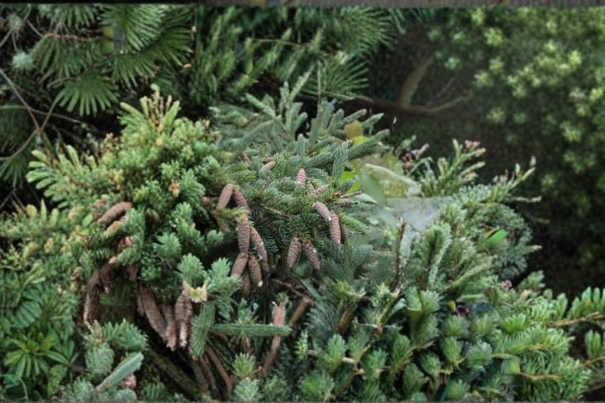 White Spruce Seeds – Picea glauca Evergreen Conifer for Landscaping, Windbreaks & Outdoor Planting