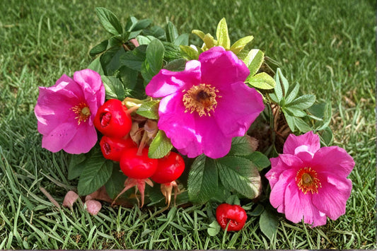 Rugosa Rose Seeds Red Flowering Shrub Rosa rugosa Outdoor Garden Plant 50 Seeds