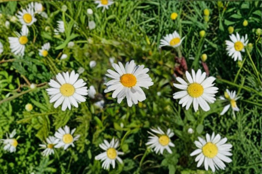 Shasta Daisy Seeds 1000 Pack – Leucanthemum × superbum Perennial Flowering Plant for Garden Beds & Borders