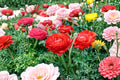 Red Ranunculus Bulbs – Ranunculus asiaticus, Perennial Flowering Plant for Garden Beds & Borders