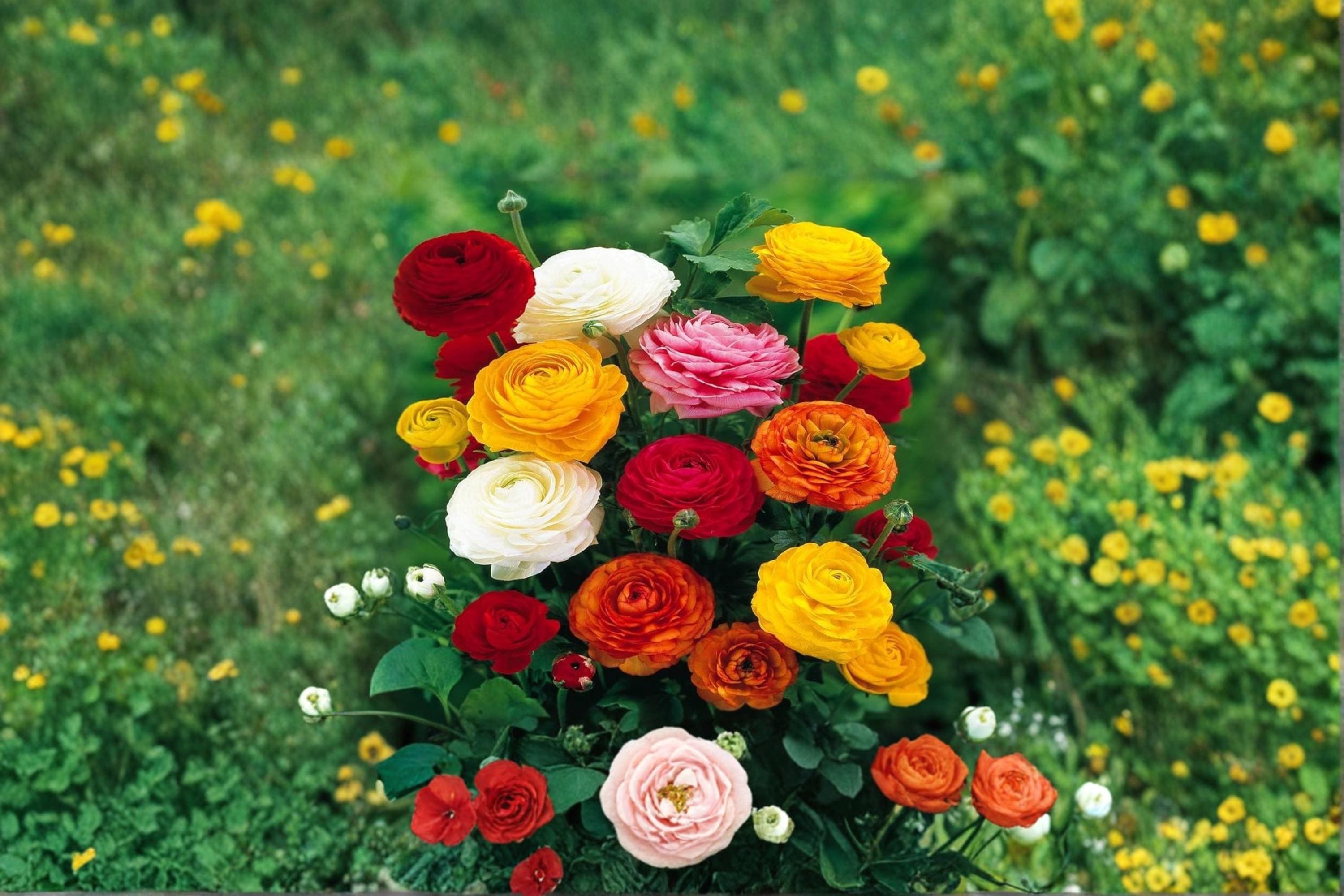 Mixed Ranunculus Bulbs – Flowering Plant, Assorted Colors, Ranunculus asiaticus, Garden & Container Flowers