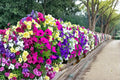 Mixed Petunia Seeds – 1000 Flowering Seeds for Garden Beds, Containers & Baskets – Petunia × hybrida