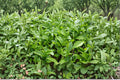 Tea Plant Seeds – Camellia sinensis Evergreen Shrub for Tea Production, Garden & Container Planting