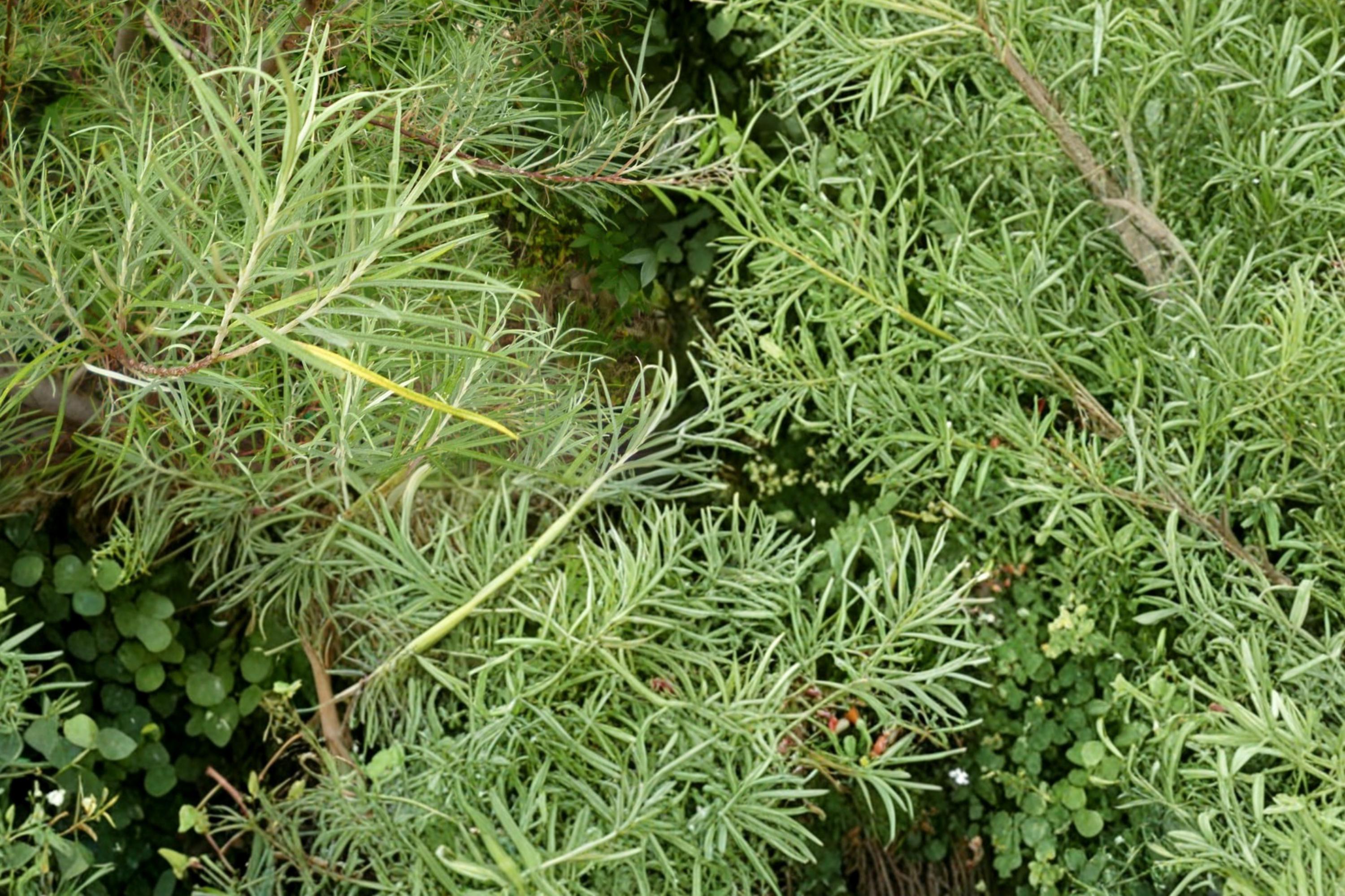 Rosemary Willow Cuttings – Salix rosmarinifolia – Hedging and Screening Shrub, Live Plant Material, Outdoor Garden Plant