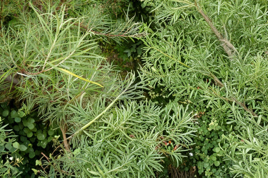 Rosemary Willow Cuttings – Salix rosmarinifolia – Hedging and Screening Shrub, Live Plant Material, Outdoor Garden Plant