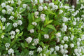 New Jersey Tea Seeds – Ceanothus americanus – Native Deciduous Shrub with White Flowers for Garden Borders